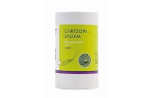 chrysopa