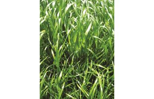 RGI alternatif 4n BIO