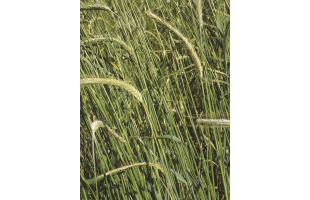 Seigle fourrager BIO