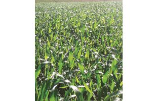 Sorgho fourrager hybride BIO