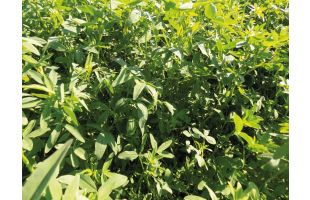 Trèfle d'Alexandrie BIO