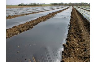 Film paillage noir 20µ - 1500m