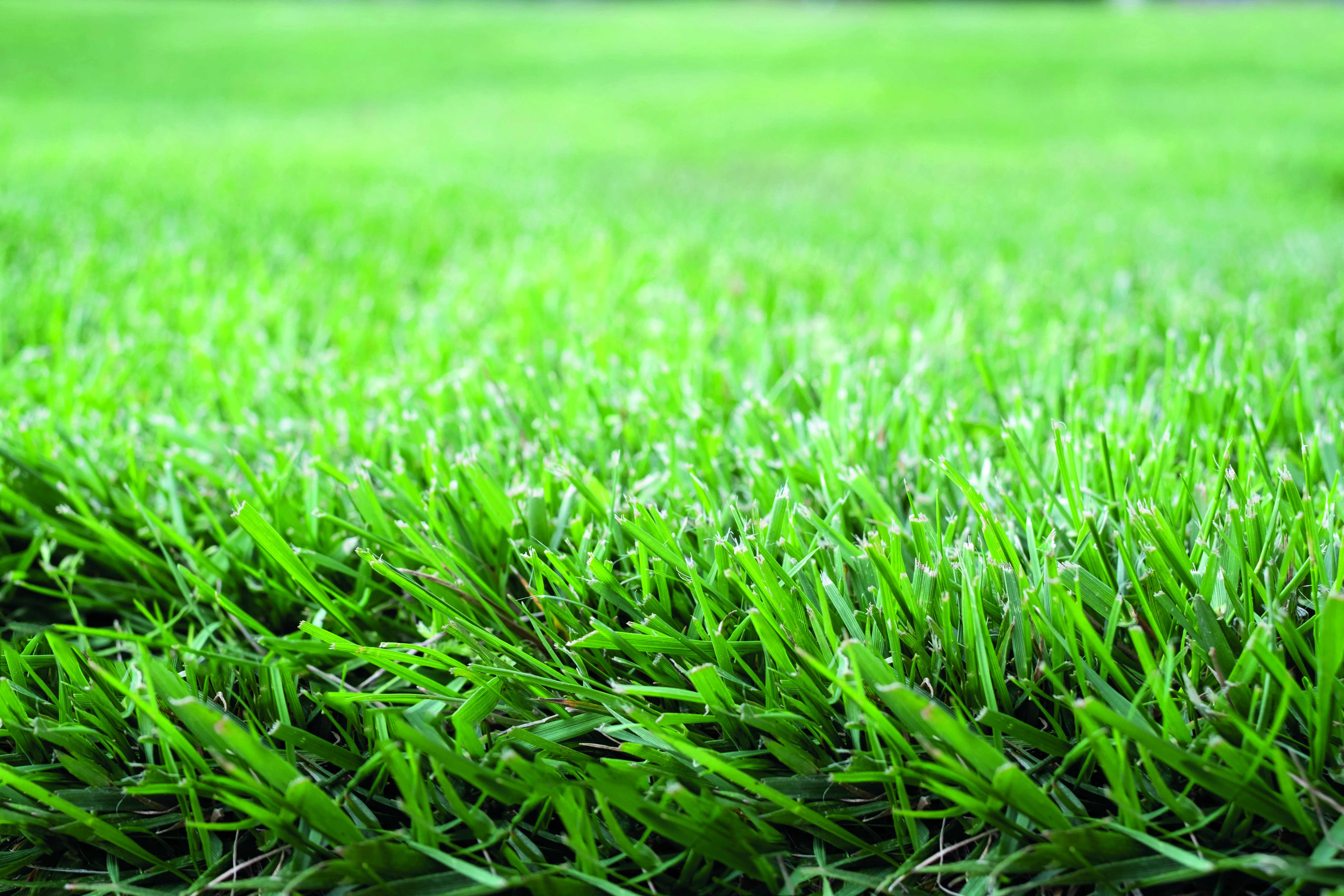 Choisir le gazon parfait : guide pratique pour une pelouse saine et durable 