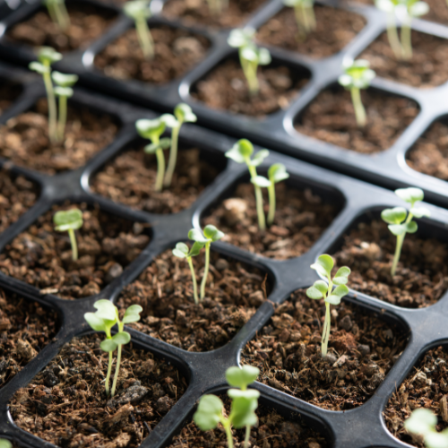 Terreau pour mottes : comment choisir le bon substrat pour les semis professionnels